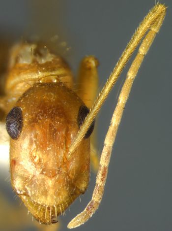 Media type: image; Entomology 21478   Aspect: head frontal view